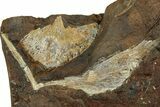 Four Fossil Ginkgo Leaves From North Dakota - Paleocene #215476-3